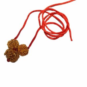 Ganesh Laxmi Kavach Rudraksha - Combination of 7, Ganesh & 7 Mukhi Rudraksha - Image 4