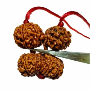 Shiv Parivaar Kavach Rudraksha - Combination of Gaurishankar, Ganesh & 6 Mukhi Rudraksha - Image 5