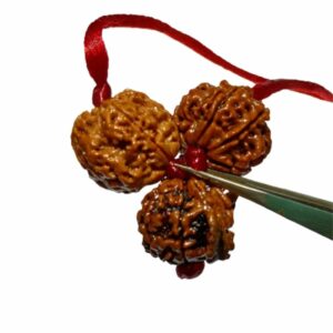 Student Kavach Rudraksha - Combination of 4 Mukhi-Ganesh mukhi-6 Mukhi Rudraksha - Image 5