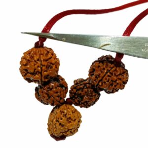 Will Power Kavach Rudraksha - Combination of 4 (2 pieces), Ganesh & 6 (2 pieces ) Mukhi Rudraksha - Image 5