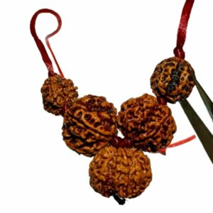 Health Kavach Rudraksha - Combination of 5 mukhi, 5 mukhi,5 mukhi, 3 mukhi & 3 Mukhi Rudraksha - Image 5