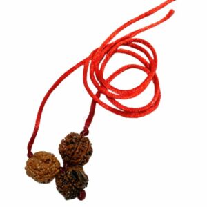 Student Kavach Rudraksha - Combination of 4 Mukhi-Ganesh mukhi-6 Mukhi Rudraksha - Image 4