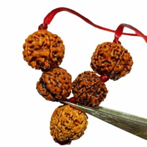 Will Power Kavach Rudraksha - Combination of 4 (2 pieces), Ganesh & 6 (2 pieces ) Mukhi Rudraksha - Image 4