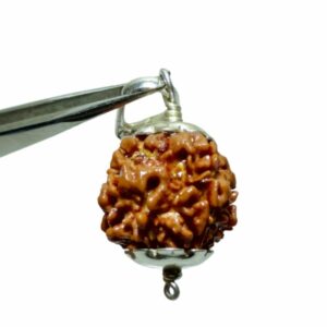 Nepali 1 Mukhi Rudraksha Bead Underdeveloped 21mm+ in silver locket - Image 4