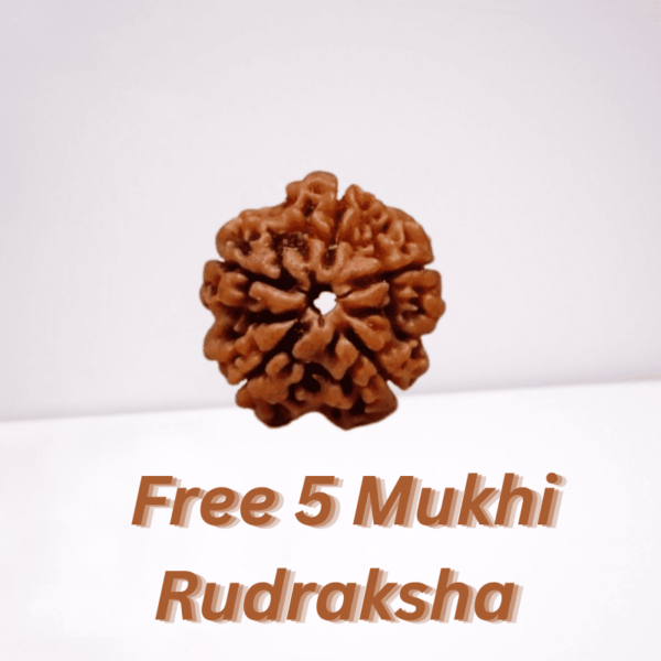 Free 5 Mukhi Rudraksha (1)