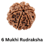 6 Mukhi Rudraksha (1)