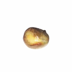 Mach Mani (Fish Pearl) & Abhimantrit Natural Browny Pearl - 20 carat approx In silver Locket - Image 3