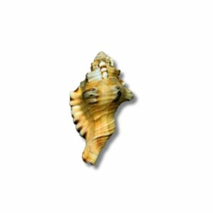 Mantrit Ganesh Shankh 8cm Approx – Natural, Genuine & Original - Image 2