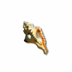 Mantrit Ganesh Shankh 8cm Approx – Natural, Genuine & Original - Image 3