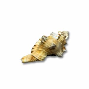 Mantrit Ganesh Shankh 8cm Approx – Natural, Genuine & Original - Image 4